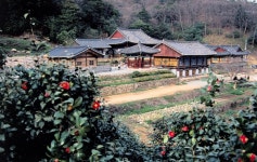 차와 동백나무숲, 이야기가 있는 강진 백련사,전라남도 강진군,체험,여행기사,트래블아이