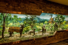 살아있는 화석, 산양을 지켜라 양구산양복원증식센터,강원도 양구군,탐사,여행기사,트래블아이