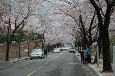 벚꽃터널에서 맞는 봄, ‘울주 작천정 벚꽃축제’,울산광역시 울주군,명물,여행기사,트래블아이