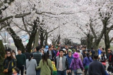 벚꽃터널에서 맞는 봄, ‘울주 작천정 벚꽃축제’,울산광역시 울주군,명물,여행기사,트래블아이