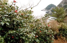 	숨어있는 봄을 찾아 떠나는 여행, 가덕도 자생동백군락지,부산광역시 강서구,명물,여행기사,트래블아이 숨어있는 봄을 찾아 떠나는 여행, 가덕도... 