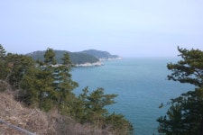 바다를 품은 동백 로드, 거제 장승포해안도로,경상남도 거제시,탐사,여행기사,트래블아이