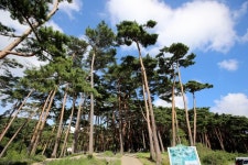 자연의 시간에 몸을 맡겨 보아요, 안면도자연휴양림,충청남도 태안군,체험,여행기사,트래블아이