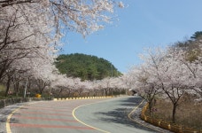 봄 따라, 꽃 따라 떠나는 기장군의 벚꽃 길 드라이브 ,부산광역시 기장군,문화,여행기사,트래블아이