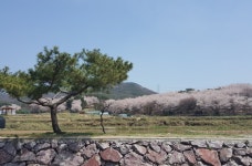 봄 따라, 꽃 따라 떠나는 기장군의 벚꽃 길 드라이브 ,부산광역시 기장군,문화,여행기사,트래블아이