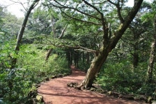 푸르른 천연의 숲에서 힐링을 맛보다. 제주시 비자림,,명물,여행기사,트래블아이