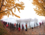 	 ‘황금빛 에코로드’ 괴산 양곡저수지서 은행나무마을축제 개최... 괴산 양곡저수지서 은행나무마을축제 개최,,트래블투데이,여행기사... 