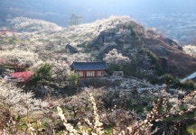 [테마여행 10선] 광양 - 청매실농원,,체험,여행기사,트래블아이