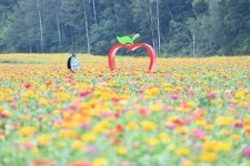 꽃길만 걷게 해줄게! 청송, 전국 최대 규모 백일홍화원 개장,,트래블투데이,여행기사,트래블아이