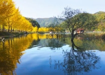 이달 말 단풍 절정 예정, 문광저수지 2022년 양곡은행나무 축제 개최,,트래블투데이,여행기사,트래블아이