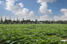 내 인생의 화양연화! 다시 피어나는 제26회 무안연꽃축제~~(전면 취소 수준 축소 운영),,트래블투데이,여행기사,트래블아이