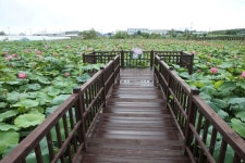 연꽃 향기 가득한 동해 봉정마을로 오세요,,트래블투데이,여행기사,트래블아이