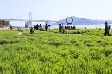 부산시 수영구, 청보리, 바다가 되다. 광안리 민락해변공원 일원 청보리밭,,트래블투데이,여행기사,트래블아이