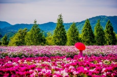 합천 황매산 철쭉 군락, 핫들생태공원 작약으로 축제 잇는 합천군,,트래블투데이,여행기사,트래블아이