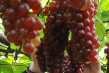 산내농협 산내고향포도,대전광역시 동구,여름(6월~8월),지역특산물,트래블아이 	산내농협 산내고향포도,대전광역시 동구,여름(6월~8월)... 