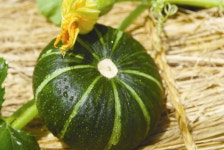 함평천지 미니 단호박,전라남도 함평군,제철없음,지역특산물,트래블아이 	함평천지 미니 단호박,전라남도 함평군,제철없음,지역특산물,트래블아이