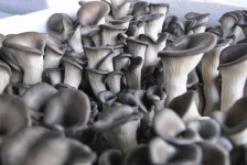 동면 버섯(하우스 재배),경상남도 양산시,제철없음,지역특산물,트래블아이 	동면 버섯(하우스 재배),경상남도 양산시,제철없음,지역특산물... 
