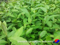 석문마을녹차작목반 | 트리디비 - 녹차묘목 대량주문 환영합니다. 트리디비(treedb)