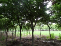 트리디비 - ★★★느티 밭정리싸게드립니다★★★ 트리디비(treedb)