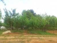 트리디비 - 메타(전문) b12~25점,느티,중국,팥배,대왕,홍단풍,청단풍,산수유,목련,은행,매실등