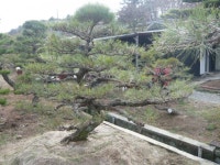 트리디비 - [부산]★조경공사후 저희농장 조형수로 식재한사진입니다 트리디비(treedb)