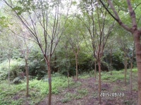 트리디비 - ★★★ 회화 이팝 느티 판매합니다 ★★★ 트리디비(treedb)