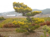 트리디비 - 안수황금송을 파격가로 판매합니다. --- 우림농원 트리디비(treedb)