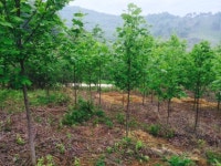 트리디비 - 스잣/산수유/산딸나무/화살나무/메타쉐콰이어/대왕참나무/목백합/왕벚나무/느티나무/매실나무/청단풍/홍단풍 트리디비(treedb)