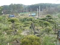 트리디비 - [부산]★해송  확실한 조형목 공사목가격에 드립니다, 트리디비(treedb)