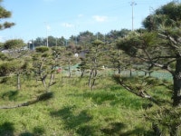 트리디비 - [부산]★해송 흑송 조형목 공사목 가격에 드립니다, 트리디비(treedb)