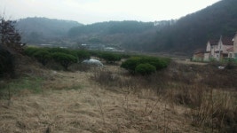 트리디비 - ☆☆접목반송 판매합니다☆☆ 트리디비(treedb)