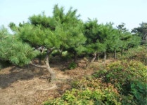 트리디비 - 실생씨반송전문 만평농장,규격다양,최저가판매, 목대,작상,밭데기, 일반소나무,황금송있음,010-3681-5786