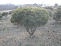 트리디비 - 실생씨반송전문 만평농장,규격다양,최저가판매, 목대,작상,밭데기, 일반소나무,황금송있음,010-3681-5786 트리디비(treedb)