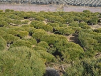 트리디비 - 실생씨반송전문 만평농장,규격다양,최저가판매, 목대,작상,밭데기, 일반소나무,황금송있음,010-3681-5786 트리디비(treedb)