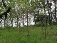 트리디비 - ** 산목련(고부시),,모감주,,메타,,헛개나무 판매합니다 ** 트리디비(treedb)