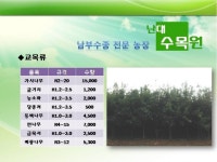 트리디비 - ★☆★☆ 각종 남부 수종 판매 합니다 ★☆★☆ 트리디비(treedb)