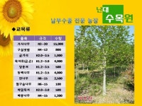 트리디비 - ★☆★☆ 최대규모 남부수종 농장 ★☆★☆ 트리디비(treedb)