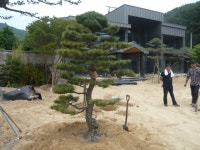 트리디비 - [부산]★판매하여  식재한 사진 입니다 트리디비(treedb)