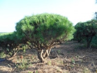 트리디비 - 실생씨반송전문 만평농장,규격다양,최저가판매, 목대,작상,밭데기, 일반소나무,황금송있음,010-3681-5786