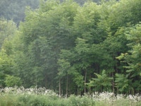 트리디비 - ***단풍,자목련,느릅,참죽나무 판매합니다*** 트리디비(treedb)