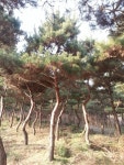 트리디비 - [판매합니다!!] 공작단풍, 소나무(적송) 판매합니다!!(밭떼기 환영!!) 트리디비(treedb)