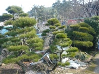 트리디비 - [부산]★해송흑송 H2.0-3,5 * R15-R20 ★ 트리디비(treedb)