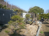 트리디비 - [부산]★해송흑송 H2.0-3,5 * R15-R20 ★ 트리디비(treedb)
