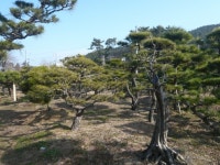 트리디비 - [부산]★해송흑송 H2.0-3,5 * R15-R20 ★ 트리디비(treedb)