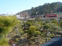트리디비 - [부산]★해송흑송 H2.0-3,5 * R15-R20 ★ 트리디비(treedb)