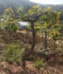 트리디비 - 황금소나무 묘목 판매합니다 트리디비(treedb)