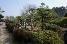 트리디비 - [부산]★해송 조형목 공사목 가격에 드립니다 트리디비(treedb)