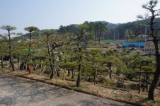 트리디비 - [부산]★해송 조형목 공사목 가격에 드립니다 트리디비(treedb)