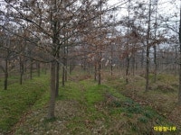 트리디비 - 느티나무/모감주/팽나무/대왕참나무/중국단풍/반송/조형섬잣나무/느릅나무 팜