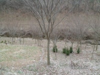 트리디비 - ★★★ 회화. 왕벚. 느티 나무 판매합니다 ★★★ 트리디비(treedb)